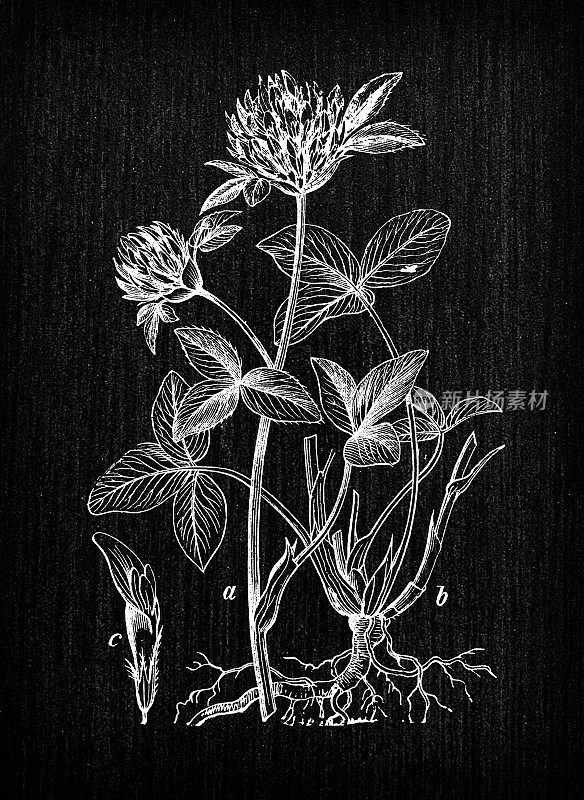 植物学植物古董雕刻插图:Trifolium pratense(红三叶草)